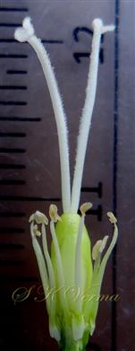  Pistil and Stamens